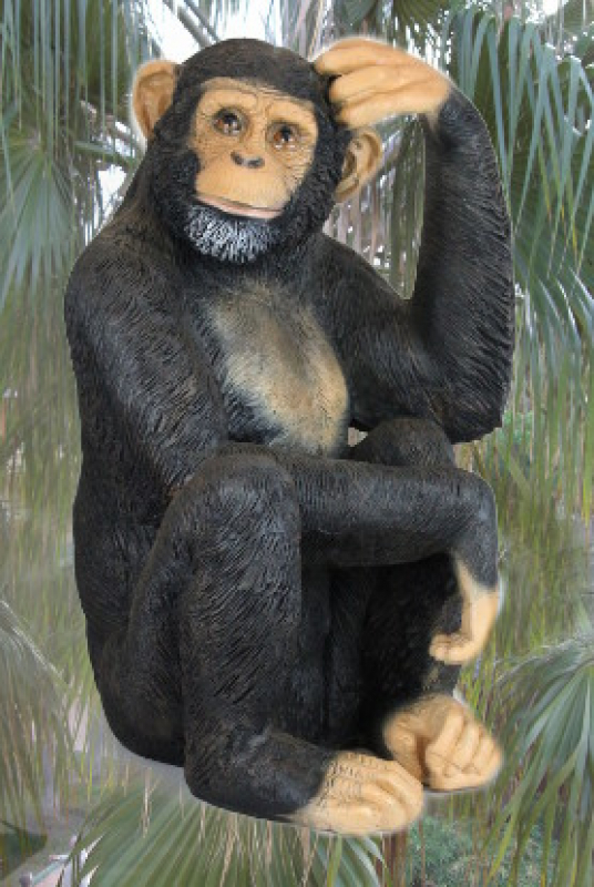 Schimpanse, kopfkraulend